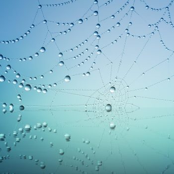 spiderweb-3725540_1280